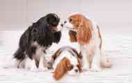 Cavalier-king chalz-spaniel: королівська собака порода для звичайних людей...